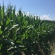 Corn_field_in_central_New_York