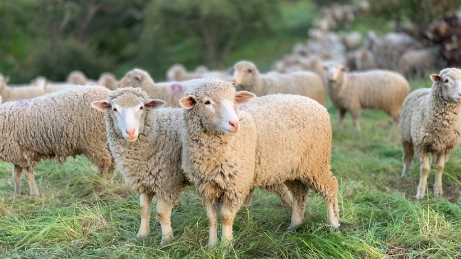 sheep resize blog