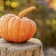 pumpkin-4454745_1280 (1)